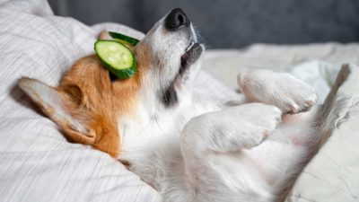 a dog sleeping with cucumbers on his eyes