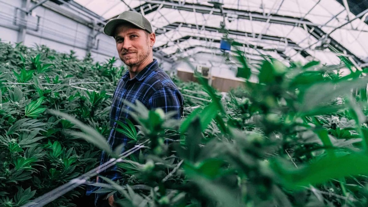 Man in the green house growing medical cannabis