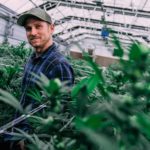 Man in the green house growing medical cannabis