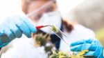 a medical researcher places a cannabis plant bud into a test tube. She is wearing a white lab coat and protective equipment, including a mask, over her face and is in an outdoor setting.