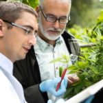 two men in formal business clothing closely inspect a bud from a cannabis crop.