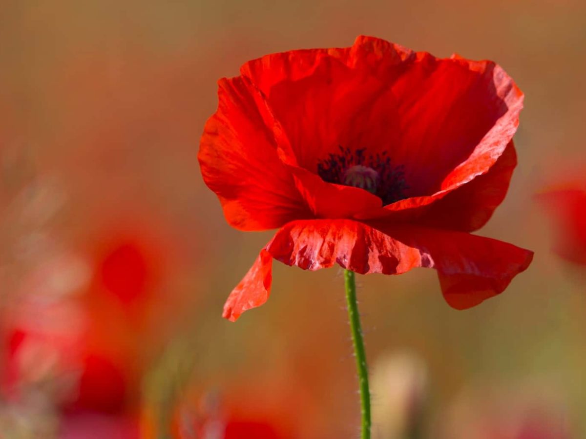 The Red Poppy: A Curious Herbal – Circulating Now from the NLM