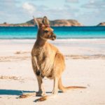 A kangaroo stands on a sandy beach with vivid white sand and blue sea in the background