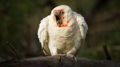 an australian bird squats low on a branch and ruffles his feather as he opens his beak wide to squawk.