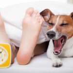 a cute jack russell dog closes its eyes and yawns as if waking up from a long sleep underneath a doona cover next to a pair of feet with an old-fashioned alarm clock nearby.