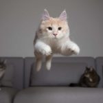 Cat jumping from a sofa, symbolising dead cat bounce.