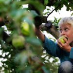 A little boy climbs in the green tree eating an apple to its core.