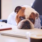 a tired and sad looking bulldog sits at an office desk with a pen an paper on it and a cup of coffee with his head resting on the desk as he gives a mournful look to the camera.