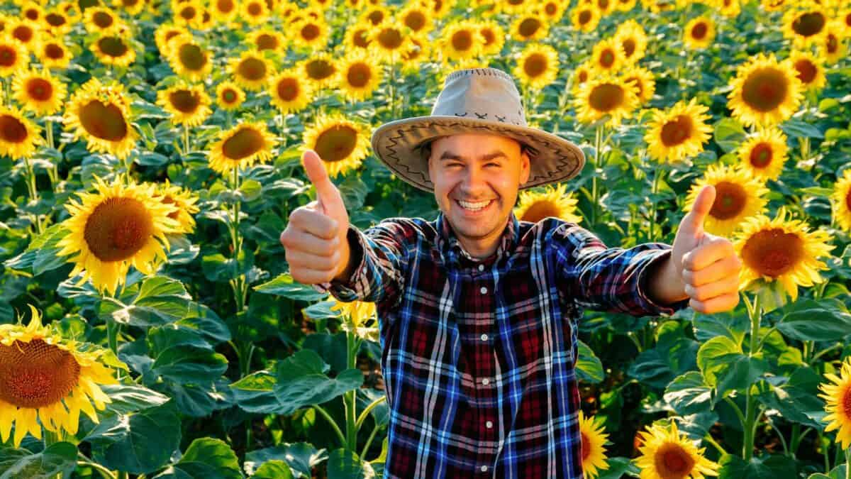 A smiling farmer does the thumbs up amid a field of blooming sunflowers.