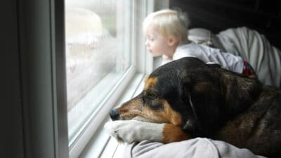 A large pet dog and a little baby boy are dreamily looking out their home window on a rainy day.